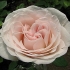 Rose princ jardinière